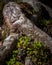 Closeup shot of rocks covered with Jupiter haircap moss