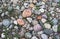 Closeup shot of rocks at the riverbed of Cottonwood Creak, Yellowstone National Park, Wyoming, USA