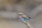 Closeup shot of a roller bird chirping on a branch