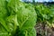 Closeup shot of Romaine lettuces grown in an organic farm