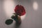Closeup shot of a rose in a circular container behind a blurry background