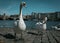 Closeup shot of rose geese in a harbor with a clear sky background