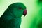 Closeup shot of rose ringed parakeet