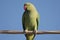 Closeup shot of a Rose-ringed parakeet parrot perched on wood