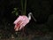 Closeup shot of a roseate spoonbill in the forest