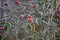 Closeup shot of rosehips with a layer of frost