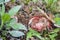 Closeup shot of Rosy Russula covered with soil in a forest