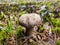 Closeup shot of a rough-stemmed bolete