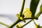 Closeup shot of round green mistletoe on a branch