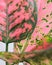 Closeup shot of Rubber tree Ruby dark green leaves flushed with pink and cream