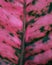 Closeup shot of Rubber tree Ruby dark green leaves flushed with pink and cream