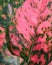 Closeup shot of Rubber tree Ruby dark green leaves flushed with pink and cream