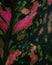 Closeup shot of Rubber tree Ruby dark green leaves flushed with pink and cream
