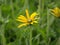 Closeup shot of a rudbeckia hirta flower