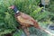 Closeup shot of a ruffed grouse