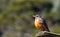 Closeup shot of a rufous-bellied thrush bird (Turdus rufiventris) Brazil