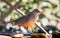 Closeup shot of a Rufous-bellied thrush in Brazil