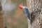 Closeup shot of a Rufous-bellied woodpecker perched on a tree