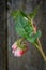 Closeup shot of Russian comfrey flower buds