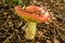 Closeup shot of a russula emetica mushroom in a forest
