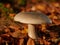 Closeup shot of a Russula Integra on the ground with lots of fallen leaves