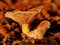 Closeup shot of a Russula Integra on the ground with lots of fallen leaves