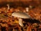 Closeup shot of a Russula Integra on the ground with lots of fallen leaves