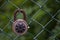 Closeup shot of a rusty lock hanging from a wired fence