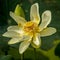 Closeup shot of a sacred lotus under the sunlight