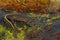 Closeup shot of a salamander juvenile on a mossy surface