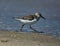 Closeup shot of a sanderling bird perched on a seashore