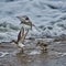 Closeup shot of sanderling birds taking off from a seashore