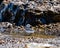 Closeup shot of a sandpiper cleaning its feather in the puddle of water