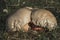 Closeup shot of satan\'s bolete poisonous mushrooms in the forest