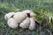 Closeup shot of satan\'s bolete poisonous mushrooms in the forest