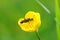 Closeup shot of a sawfly on a meadow buttercup