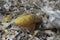 Closeup shot of scarlatina bolete mushrooms in the forest