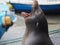 Closeup shot of a sea lion yawning adorably near a harbor