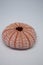 Closeup shot of a sea urchin isolated on a white background