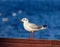 Closeup shot of seagull with red legs on a blurred blue background