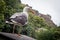 Closeup shot of a seagull sitting on the edge of a stone with a beautiful view in the background