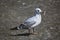 Closeup shot of a seagull standing on the ground - perfect for background