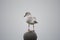 Closeup shot of a seagull standing on a round stone statue on a gray background