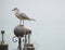 Closeup shot of a seagull standing on the stone round statue on a gray background