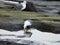 Closeup shot of seagulls in a shore of Lanzarote, Canary islands