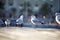 Closeup shot of the seagulls under the sunlight on blurred background in Barcelona