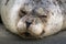 A closeup shot of a seal sleeping on the shore