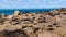 Closeup shot of seals on the rocks on the seashore in Uruguay