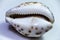 Closeup shot of a seashell Cypraea tigris on white background