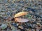 Closeup shot of a seashell on the rocky coast at Lee On The Solent, Hampshire, UK